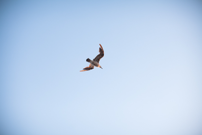 NEWPORT BEACH ENGAGEMENT_0027